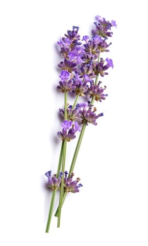  lavender flowers with leaves